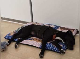 Milka - in 51429 Bergisch Gladbach, DE
