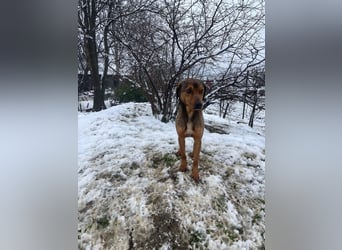 JARO – sanfter, sensibler Rüde mit viel Potenzial