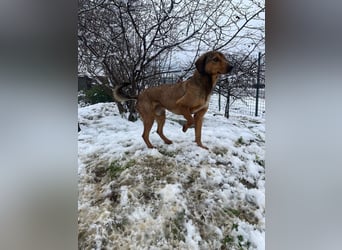 JARO – sanfter, sensibler Rüde mit viel Potenzial