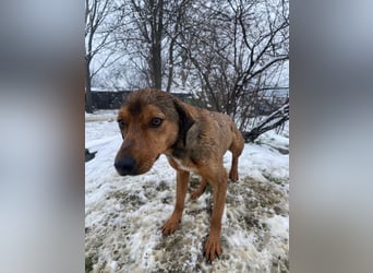 JARO – sanfter, sensibler Rüde mit viel Potenzial