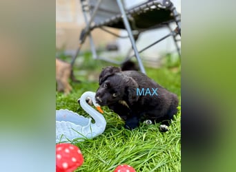 Max Welpe - sucht seine Familie!