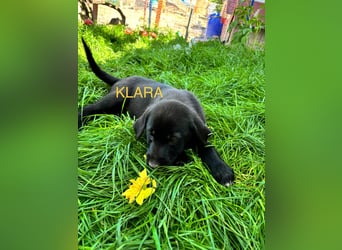 Reserviert!  Klara - Welpe sucht Ihre Familie