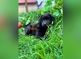Paul Welpe - sucht seine Familie