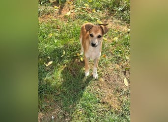 Milo Welpe - sucht eine liebevolle Familie!