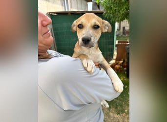 Milo Welpe - sucht eine liebevolle Familie!