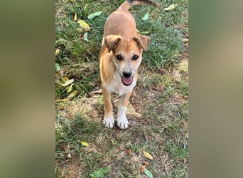Milo Welpe - sucht eine liebevolle Familie!