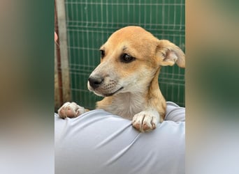 Milo Welpe - sucht eine liebevolle Familie!