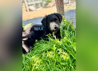 Max Welpe - sucht seine Familie!