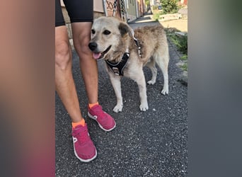 Gainusa sucht seine Familie!