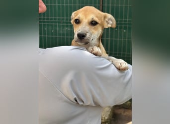 Milo Welpe - sucht eine liebevolle Familie!