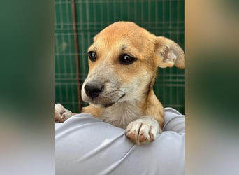 Milo Welpe - sucht eine liebevolle Familie!