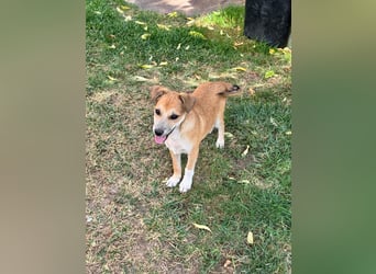 Milo Welpe - sucht eine liebevolle Familie!