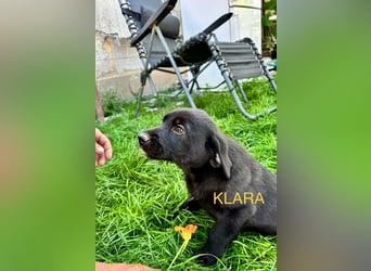 Reserviert!  Klara - Welpe sucht Ihre Familie