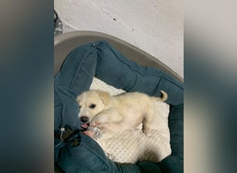 Oli sucht ein Zuhause