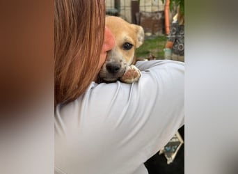 Milo Welpe - sucht eine liebevolle Familie!