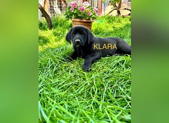 Reserviert!  Klara - Welpe sucht Ihre Familie
