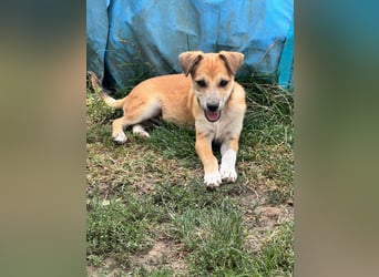 Milo Welpe - sucht eine liebevolle Familie!