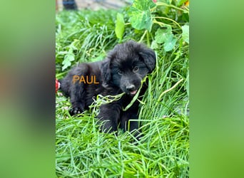 Paul Welpe - sucht seine Familie