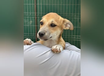 Milo Welpe - sucht eine liebevolle Familie!