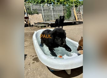 Paul Welpe - sucht seine Familie
