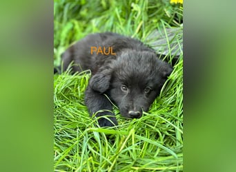 Paul Welpe - sucht seine Familie