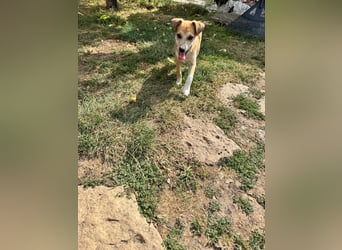 Milo Welpe - sucht eine liebevolle Familie!