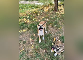 Milo Welpe - sucht eine liebevolle Familie!