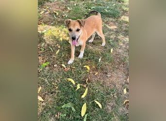 Milo Welpe - sucht eine liebevolle Familie!