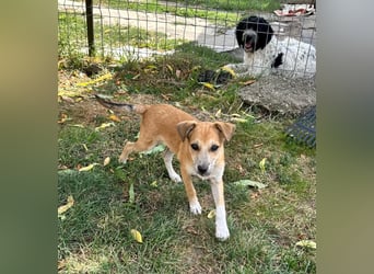Milo Welpe - sucht eine liebevolle Familie!