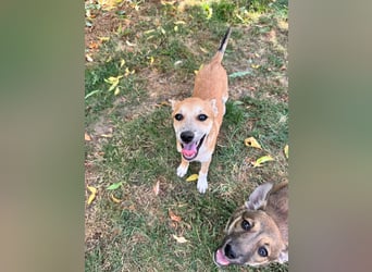 Milo Welpe - sucht eine liebevolle Familie!