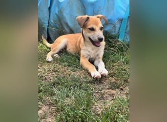 Milo Welpe - sucht eine liebevolle Familie!
