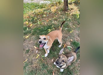 Milo Welpe - sucht eine liebevolle Familie!