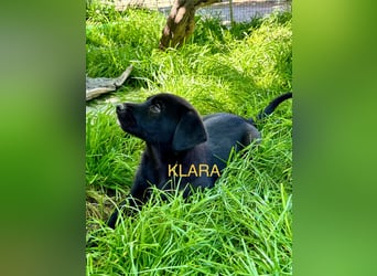 Reserviert!  Klara - Welpe sucht Ihre Familie