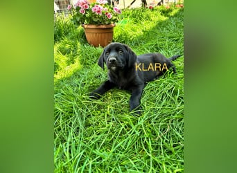 Reserviert!  Klara - Welpe sucht Ihre Familie