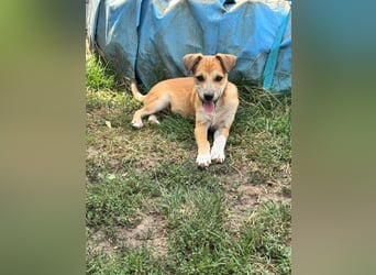 Milo Welpe - sucht eine liebevolle Familie!