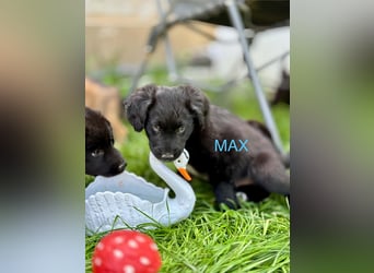 Max Welpe - sucht seine Familie!
