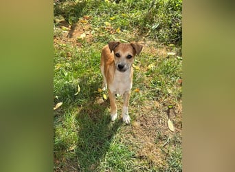 Milo Welpe - sucht eine liebevolle Familie!