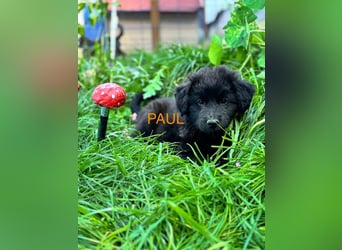 Paul Welpe - sucht seine Familie
