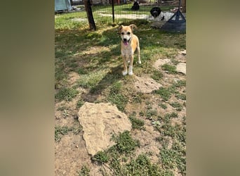 Milo Welpe - sucht eine liebevolle Familie!