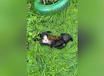 Paul Welpe - sucht seine Familie