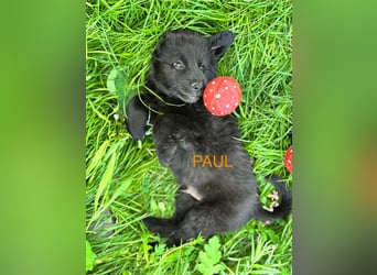 Paul Welpe - sucht seine Familie