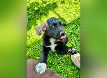 Max Welpe - sucht seine Familie!