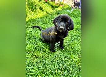 Reserviert!  Klara - Welpe sucht Ihre Familie