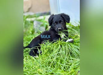 Max Welpe - sucht seine Familie!