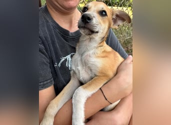 Milo Welpe - sucht eine liebevolle Familie!