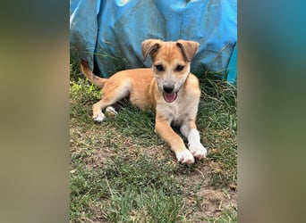Milo Welpe - sucht eine liebevolle Familie!