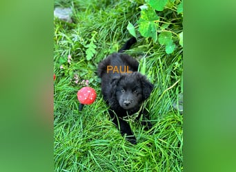 Paul Welpe - sucht seine Familie
