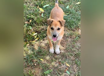 Milo Welpe - sucht eine liebevolle Familie!