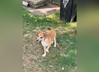 Milo Welpe - sucht eine liebevolle Familie!