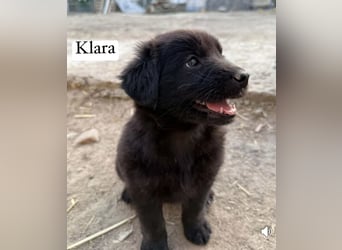 Reserviert!  Klara - Welpe sucht Ihre Familie